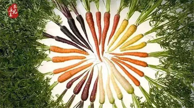 农庄的胡萝卜340克竟卖27元？“古装女神”刘诗诗都爱吃？