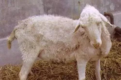 春季羊场常见羊肺炎、产后感染、腹泻、异食癖等,你到底知道多少