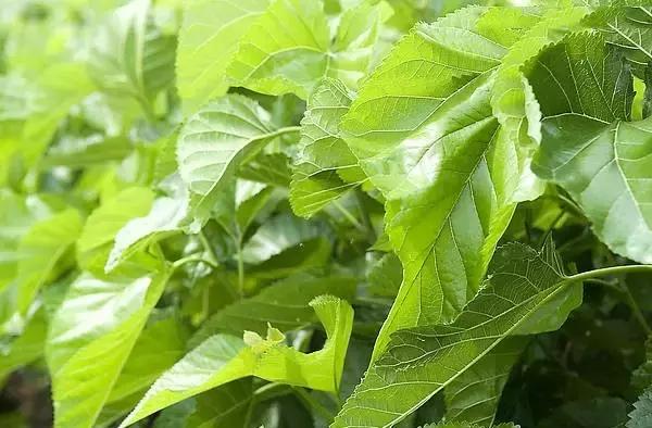 心脑血管病如何保护好心脏,心脑血管怎么保护最好