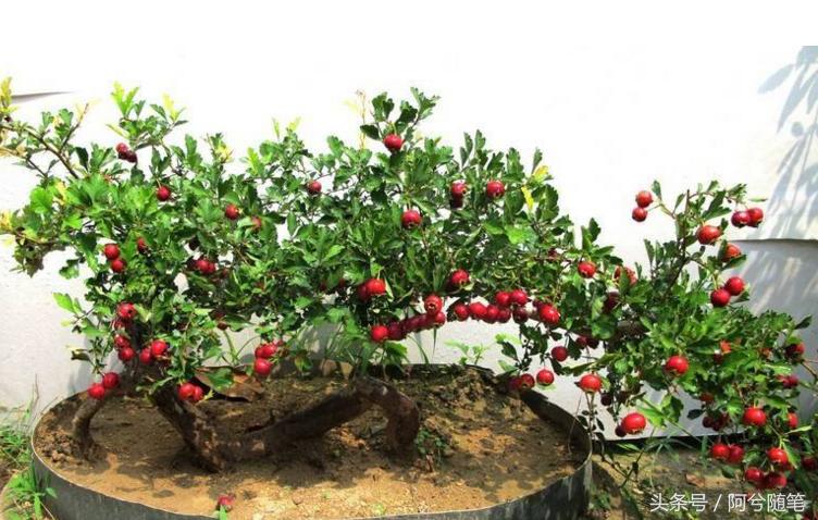 农村5万元创业项目推荐,农村适合穷人的18个创业项目