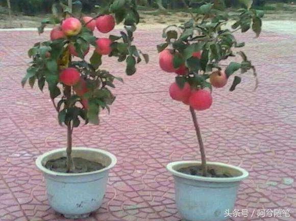 农村5万元创业项目推荐,农村适合穷人的18个创业项目