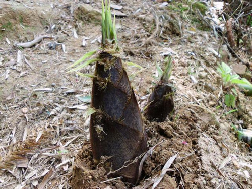 你知道冬笋炒腊肉有多好吃吗,为什么说冬笋最好吃