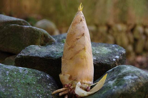 你知道冬笋炒腊肉有多好吃吗,为什么说冬笋最好吃