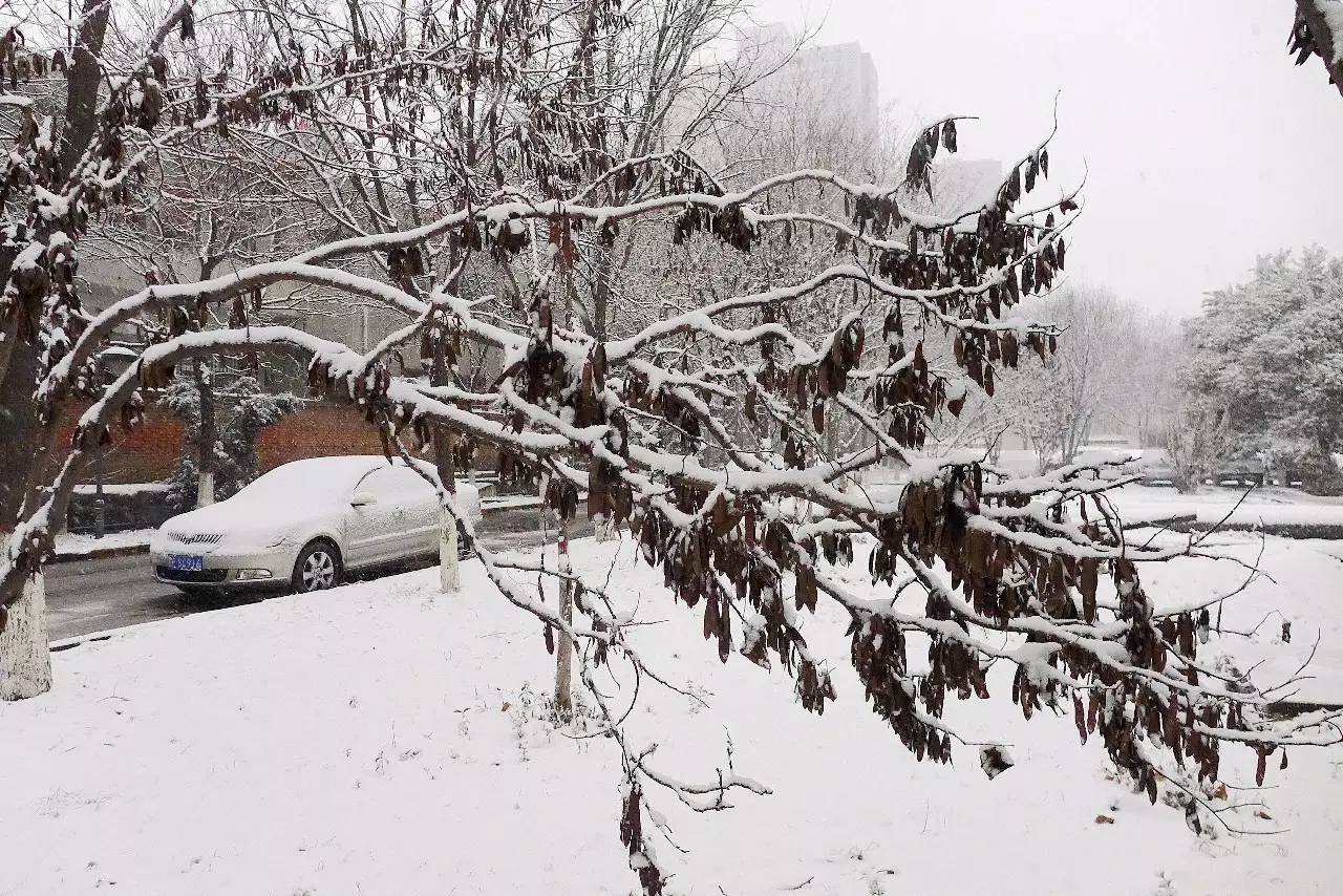印象渭南:情寄雪梅