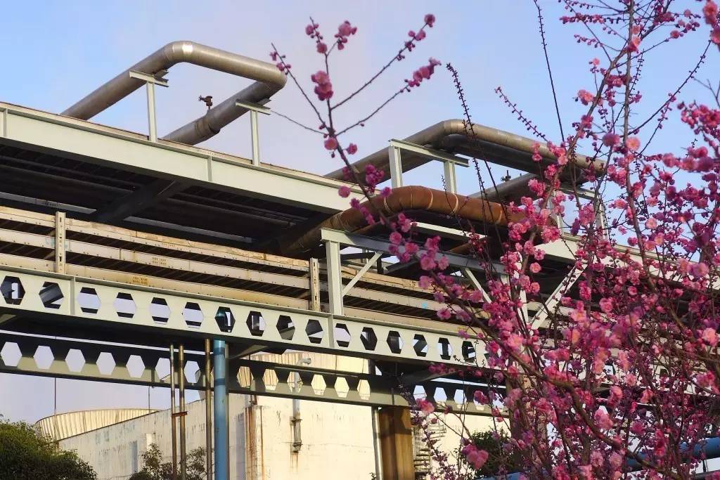 印象渭南:情寄雪梅