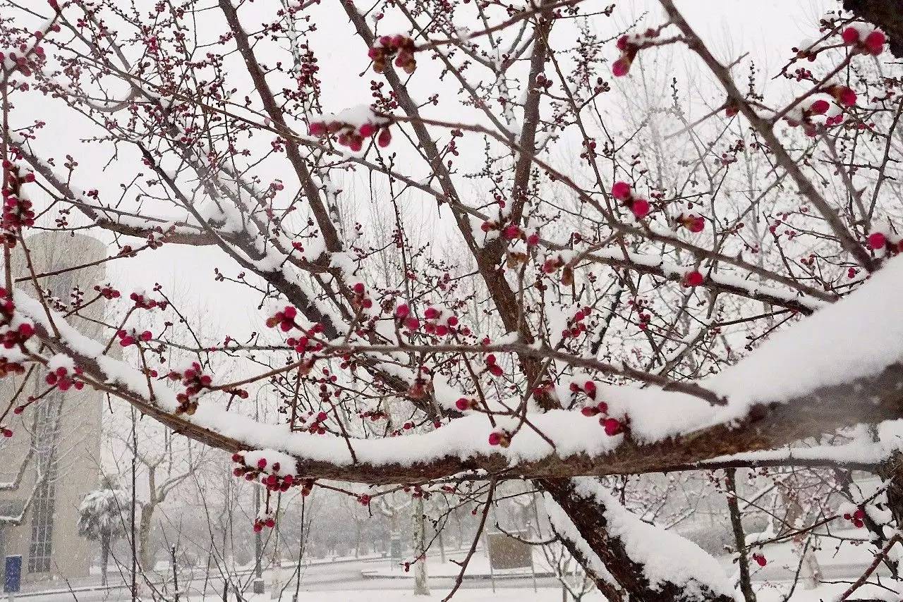 印象渭南:情寄雪梅