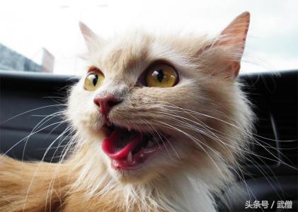 猫咪带有攻击性,有攻击性的猫