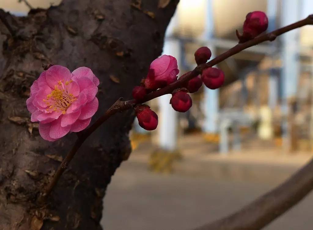 印象渭南:情寄雪梅