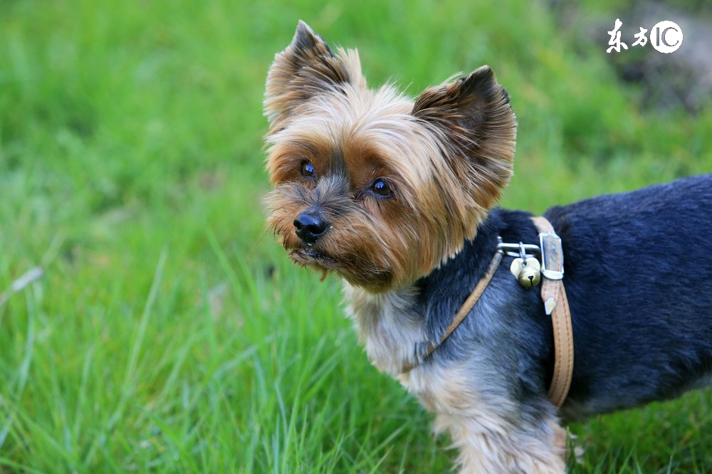 狗拿耗子的真实话,狗拿耗子说明什么