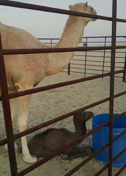 这孩子真的是你亲生的吗?