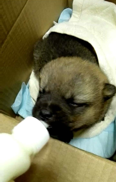 二逗的一天,二逗的快乐生活