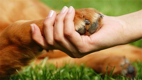 德牧两条后腿无法走路,完全不能使力