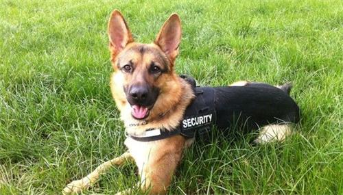 德牧两条后腿无法走路,完全不能使力