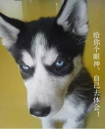 快速教狗狗训练,训好一只狗有多难