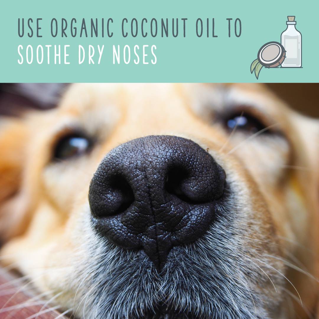 狗狗鼻子干是生病的前兆吗,狗狗鼻子变干什么情况