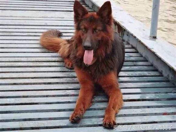 德牧串串的主要特征,那些让人匪夷所思的动物