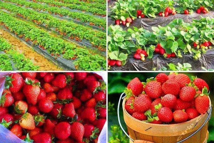 武汉野炊地点推荐,武汉周边烧烤野炊好去处