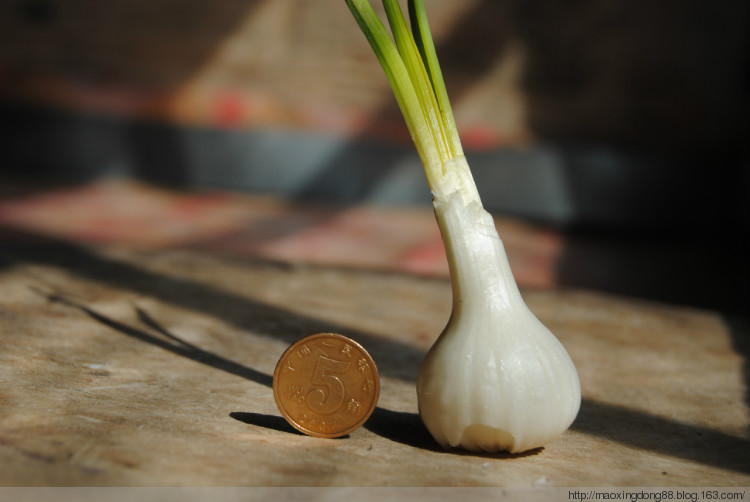 小根蒜可以一年四季吃吗,小根蒜四季都可以吃吗