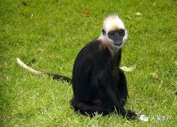 熊猫还是中国一级保护动物吗,秦金丝猴是国家一级保护动物