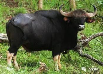 熊猫还是中国一级保护动物吗,秦金丝猴是国家一级保护动物