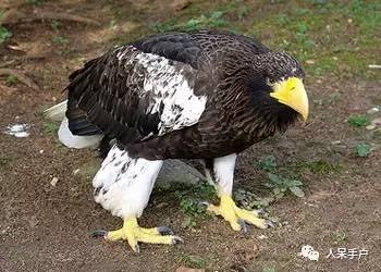 熊猫还是中国一级保护动物吗,秦金丝猴是国家一级保护动物