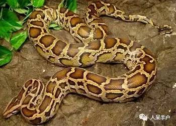 熊猫还是中国一级保护动物吗,秦金丝猴是国家一级保护动物