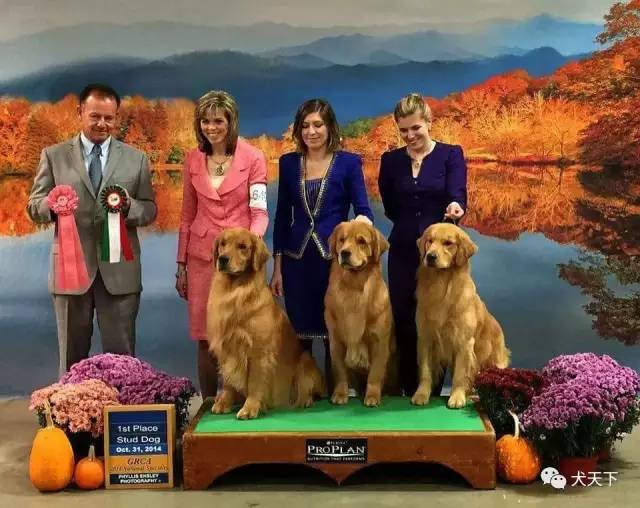 殿堂人物:采访美国金毛领军人物—TonyaStruble