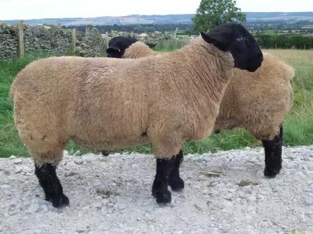 肉羊优良品种有哪些,马章全