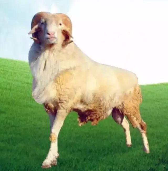 肉羊优良品种有哪些,马章全