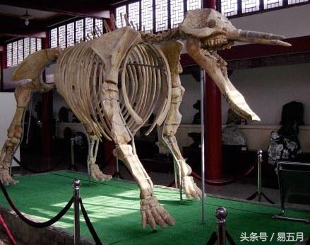 史前象科:大家伙们成为了早期人类的肉类仓库