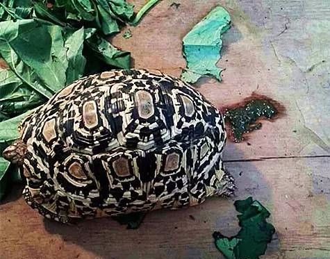 陆龟为什么不喜欢爬箱,陆龟为什么不好养活