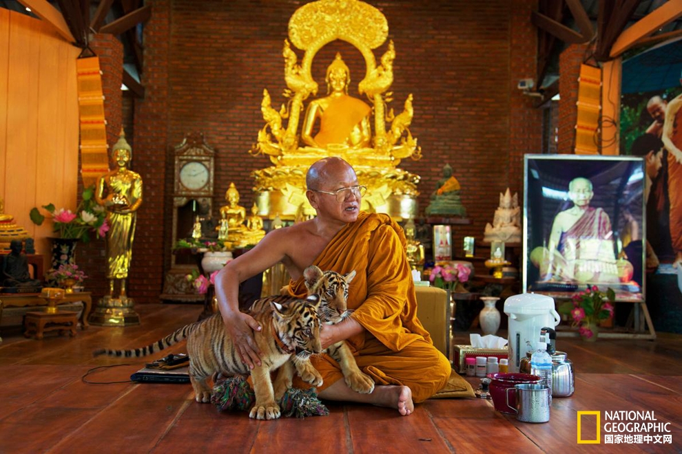 泰国老虎寺事件,老虎庙泰国后续