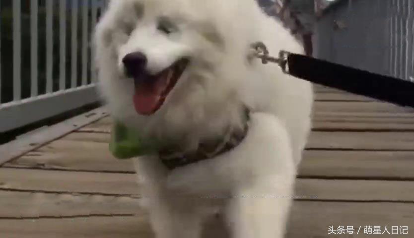 狗狗食道扩张的原因,狗狗食道扩张的症状