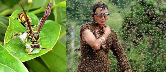 新加坡勿洛引来一群蜜蜂！如果蜜蜂到你家怎么办？