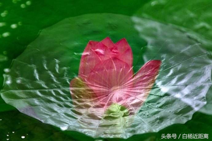 许昌市大美莲城,许昌大美莲城图片