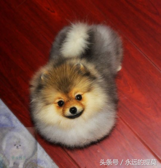 博美犬到底有多可爱,博美犬真可爱