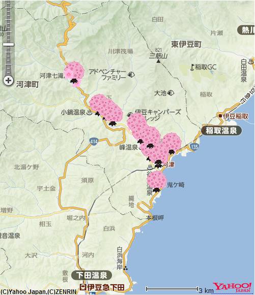 不去看樱花去看海,不去看樱花看西府海棠