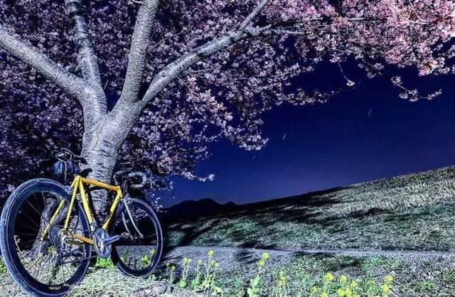 不去看樱花去看海,不去看樱花看西府海棠