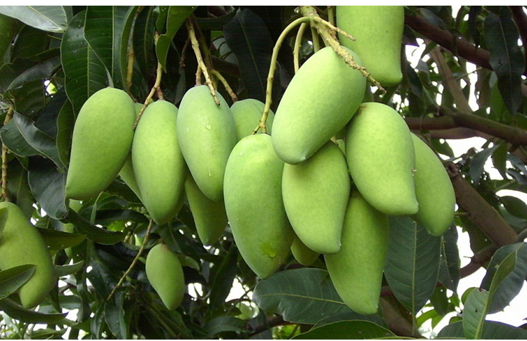 越南大青芒，满足你那挑剔的味蕾！