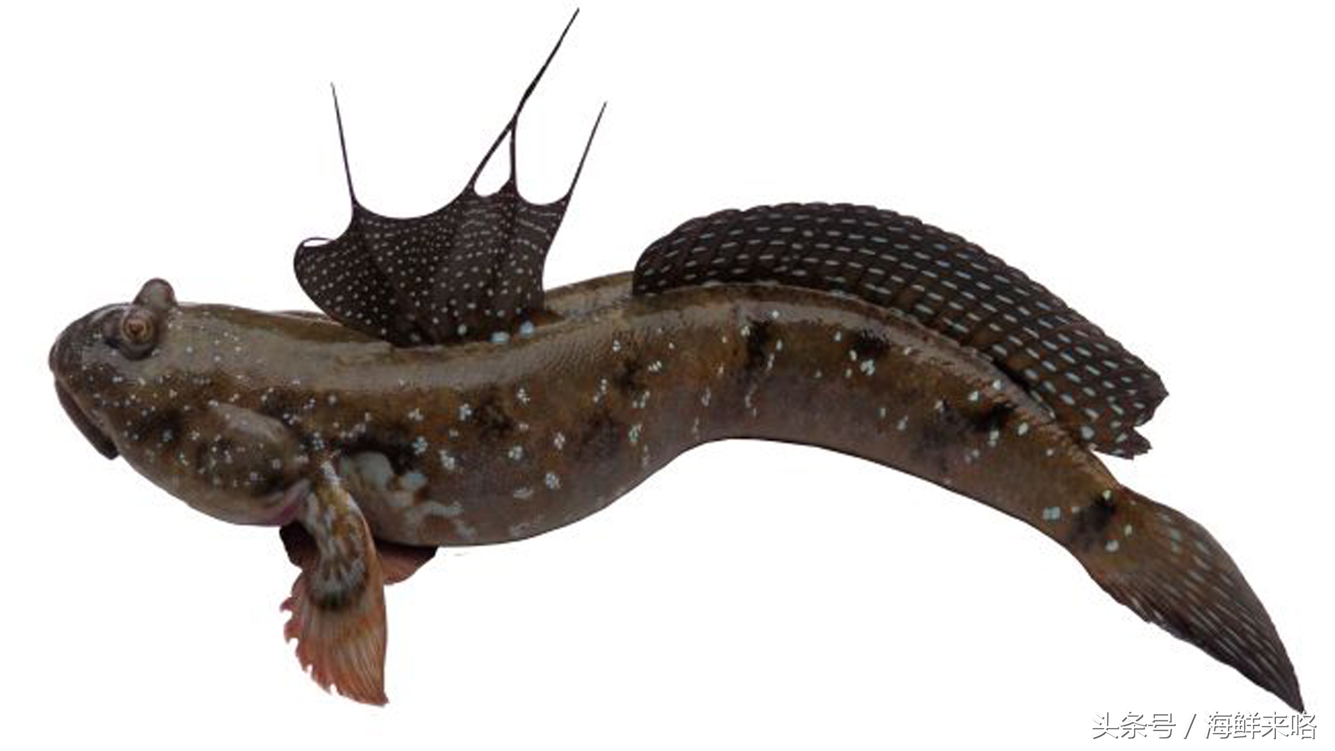 哪种海鱼吃着最简单,哪种海鱼喜欢吃肉