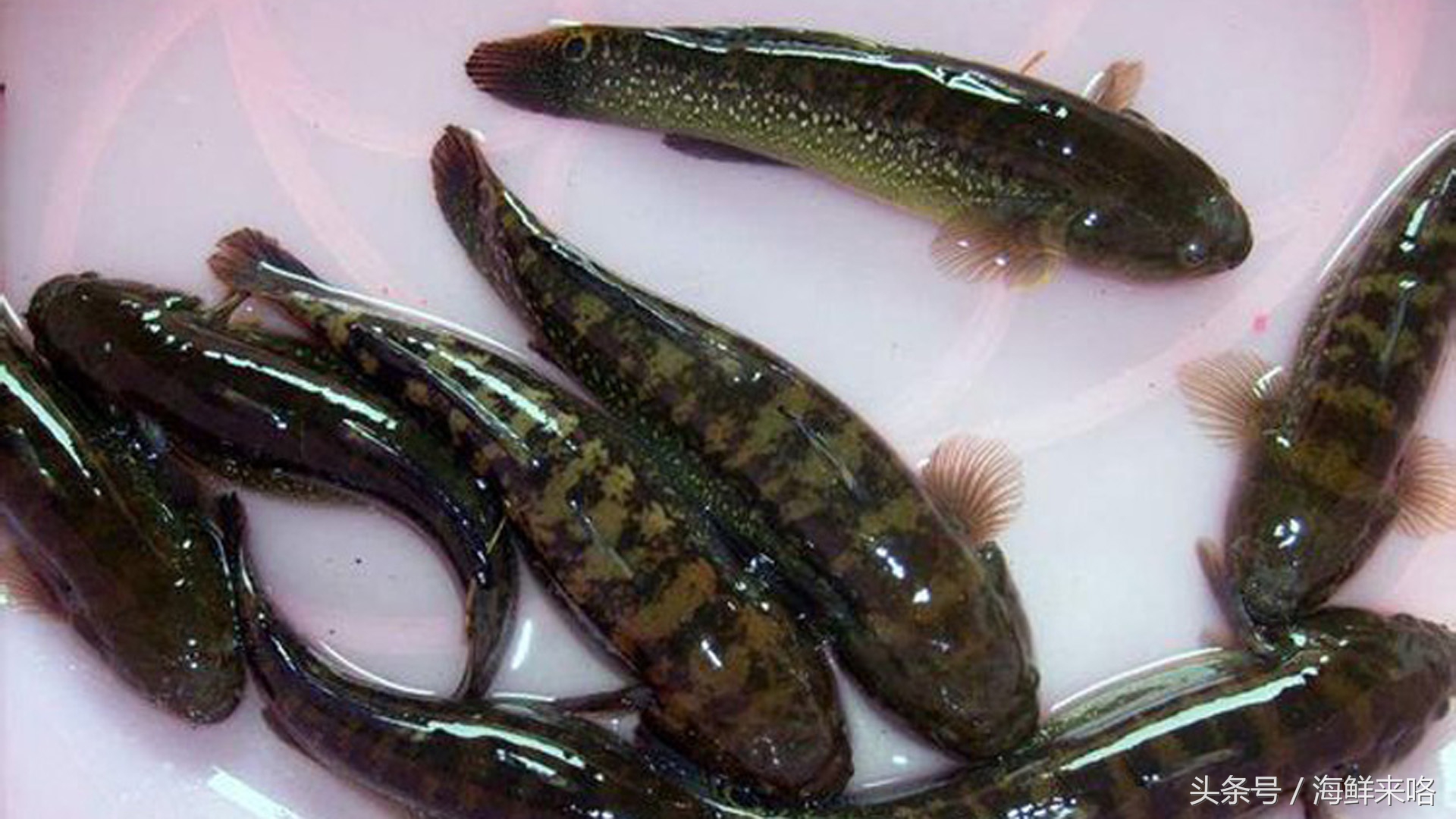 哪种海鱼吃着最简单,哪种海鱼喜欢吃肉