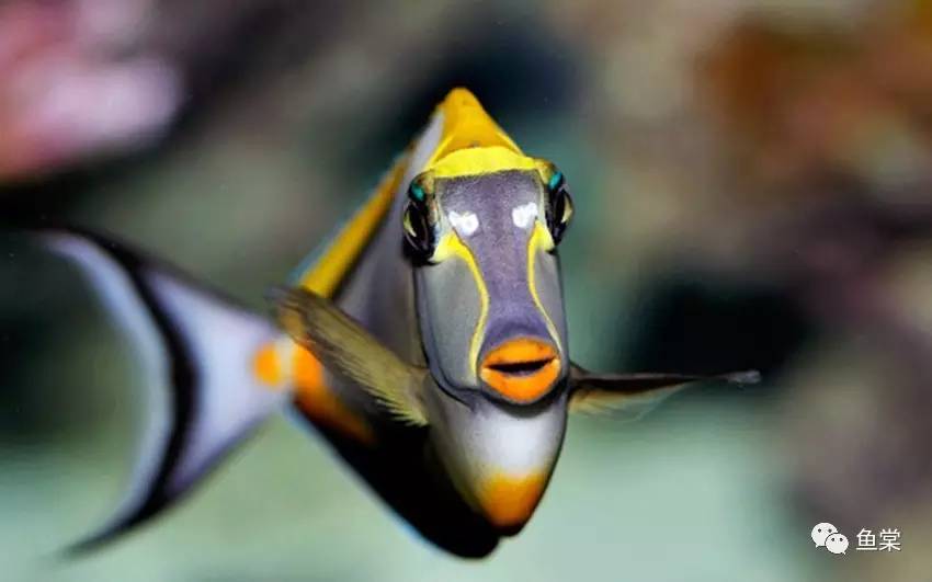 硝酸盐和亚硝酸盐的四种鉴别方法,海缸硝酸盐值多少正常