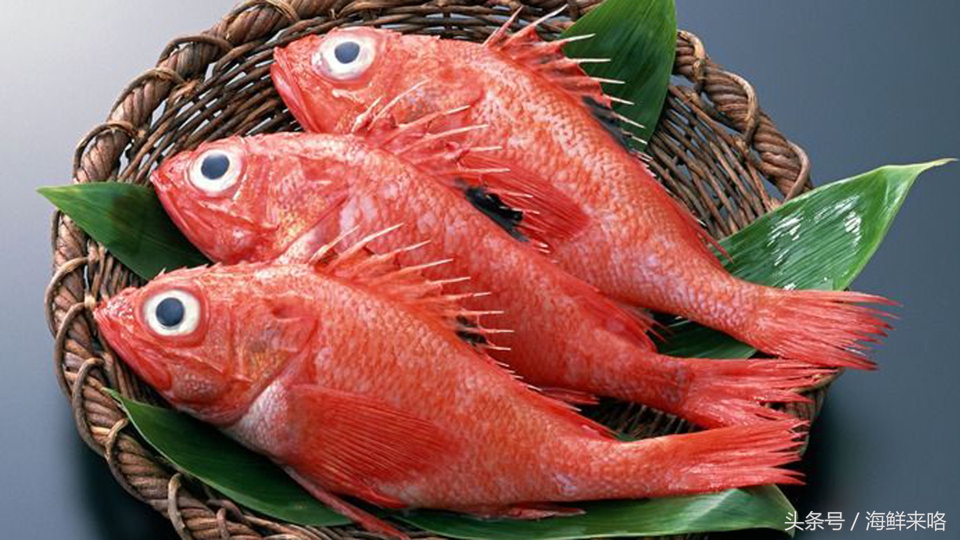 哪种海鱼吃着最简单,哪种海鱼喜欢吃肉