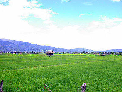 老挝街边的野生蜂蜜,老挝原始森林中纯天然野生蜂蜜
