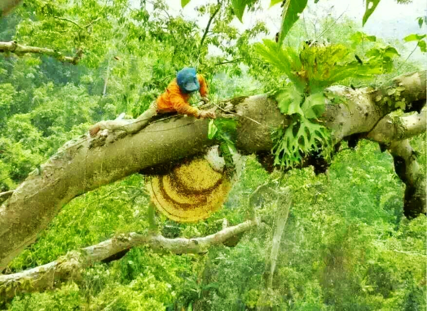 老挝街边的野生蜂蜜,老挝原始森林中纯天然野生蜂蜜