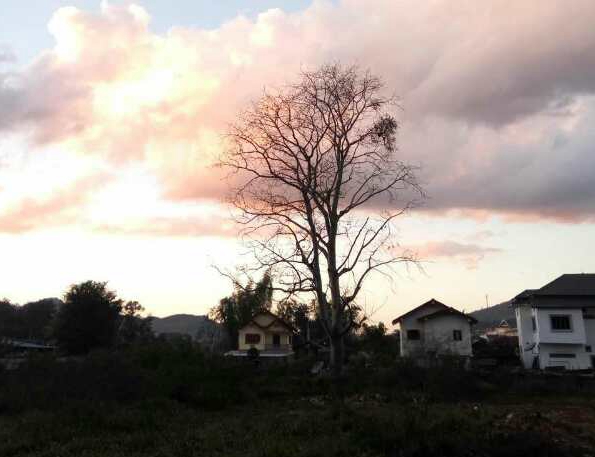 老挝街边的野生蜂蜜,老挝原始森林中纯天然野生蜂蜜