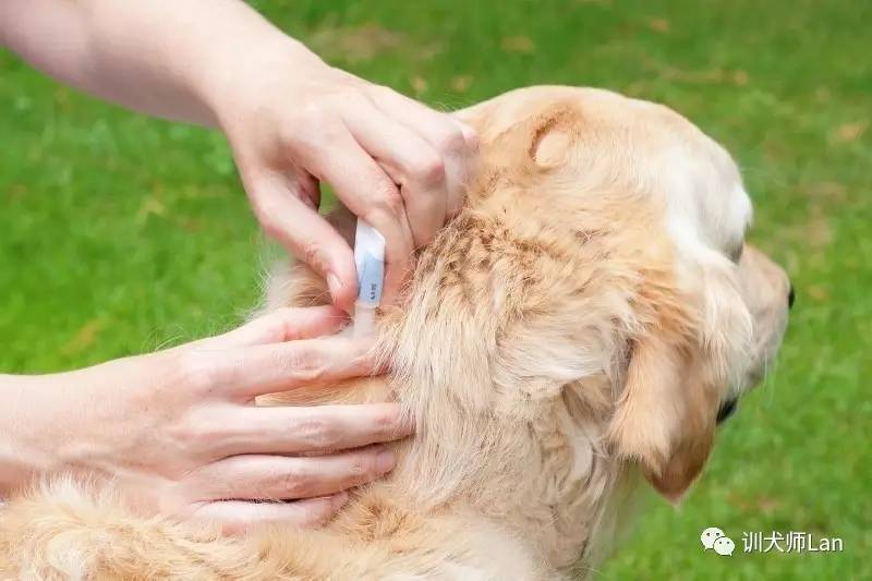 狗狗防治跳蚤,用对方法才是关键