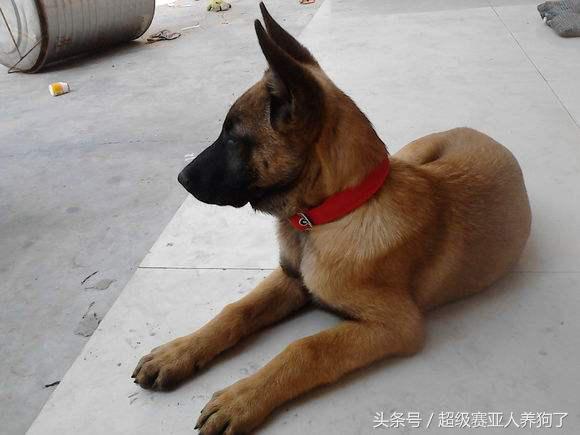 德牧串串的主要特征,那些让人匪夷所思的动物