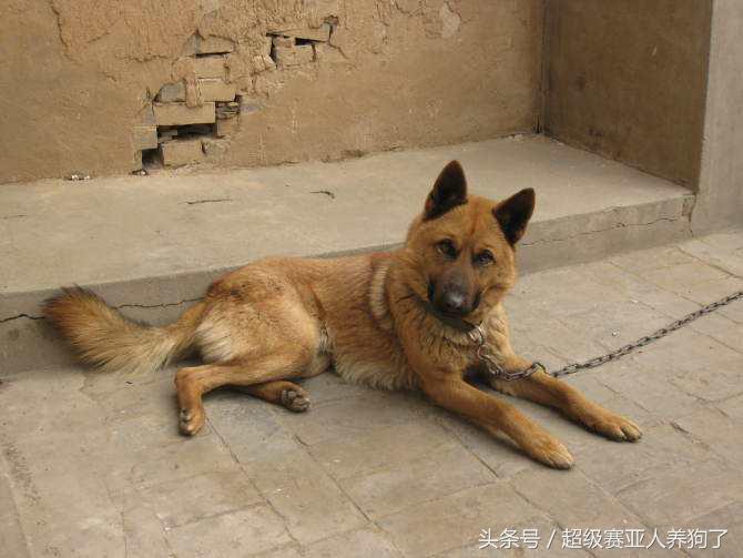 德牧串串的主要特征,那些让人匪夷所思的动物