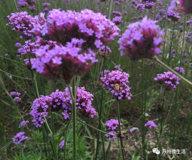 这个季节苏州有什么好玩的地方,目前苏州最好玩的地方是哪里